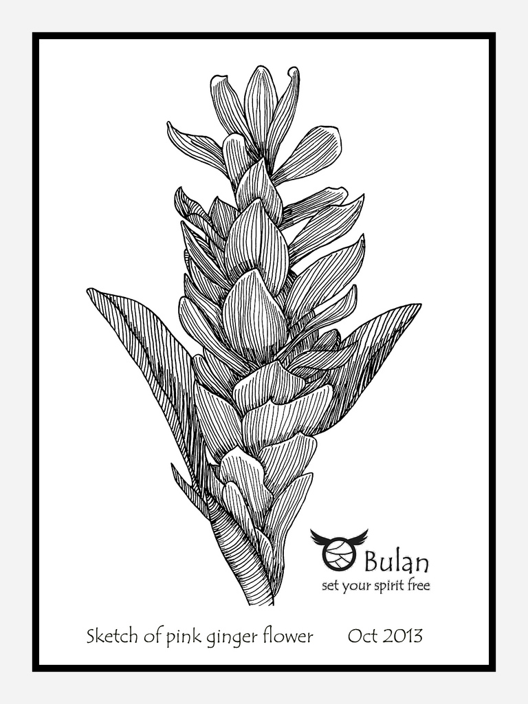 768x1024 Sketch Of Pink Ginger Flower Pink Ginger Flower, Penang, - Ginger Sketch