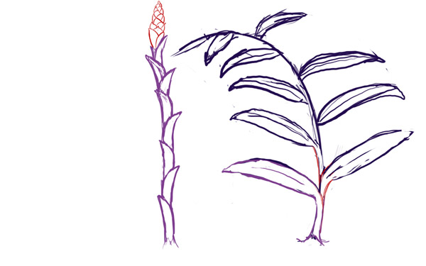 600x375 The Caw Box Ginger Sketch - Ginger Sketch