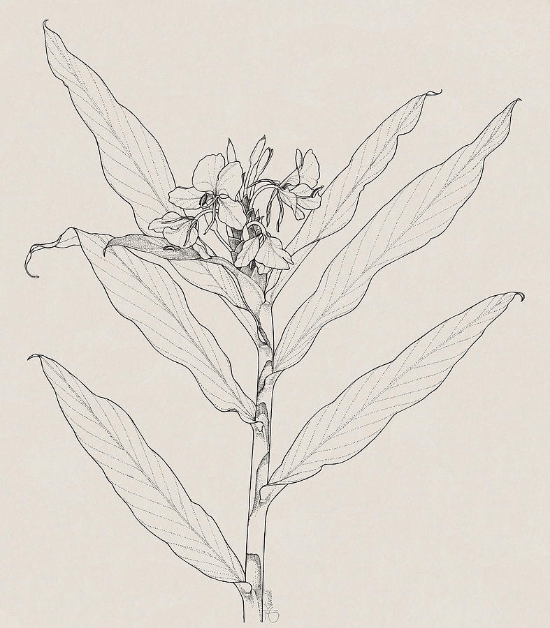 787x900 White Ginger Drawing By Judith Kunzle - Ginger Sketch