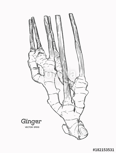 380x500 Ginger, Hand Draw Sketch Vector. Stock Image And Royalty Free - Ginger Sketch