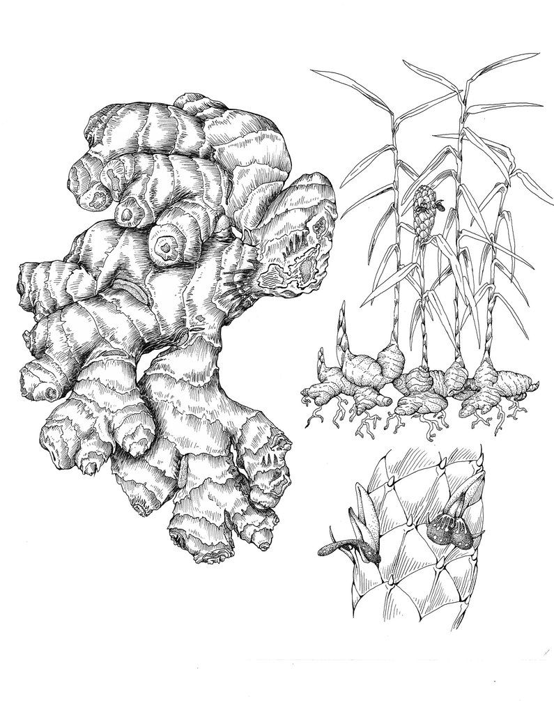 795x1006 Ginger (Zingiber Officinale) By Allison Beriyani Botanical Root - Ginger Sketch