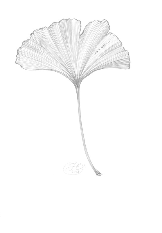 558x800 Ginkgo Biloba Leaf Drawing - Ginkgo Leaf Sketch