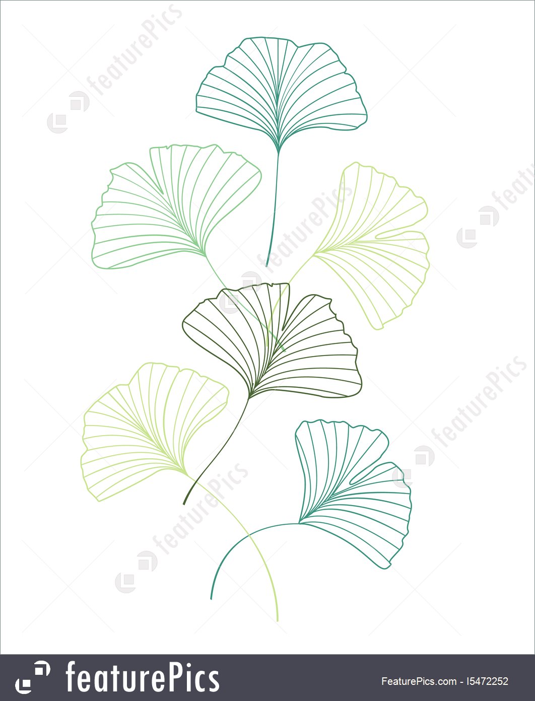 1062x1392 Ginkgo Biloba Leaves Illustration - Ginkgo Leaf Sketch