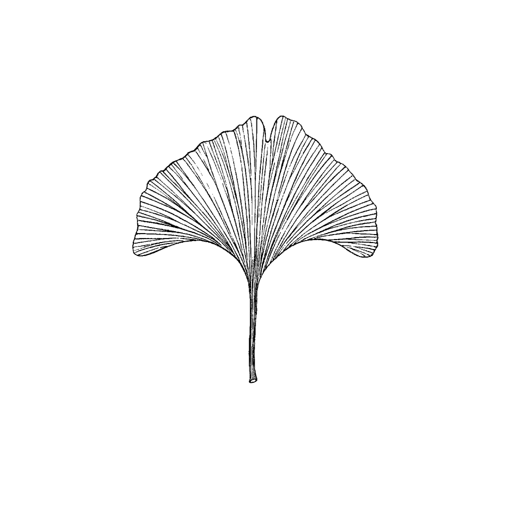1024x1024 Ginkgo Leaf 872c - Ginkgo Leaf Sketch