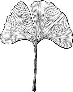 236x299 Ginkgo Leaf Clip Art - Ginkgo Leaf Sketch