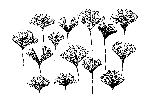 498x321 Ginkgo Leaf Drawing Tattoo Leaf Drawing, Drawings - Ginkgo Leaf Sketch