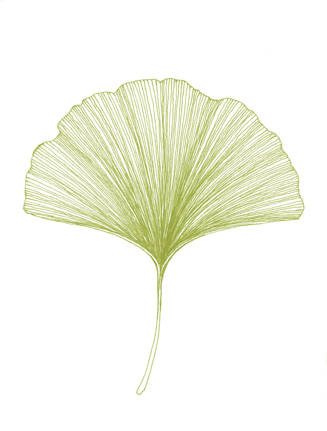 Ginkgo Leaf Sketch at PaintingValley.com | Explore collection of Ginkgo ...