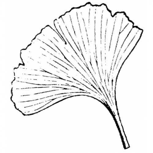 500x500 Ginkgo Leaf Rubber Stamp - Ginkgo Leaf Sketch