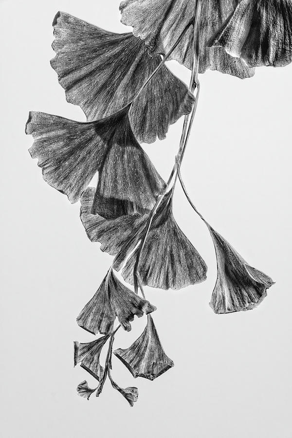 600x900 Ginkgo Leaves Black And White Photograph By Garry Mcmichael - Ginkgo Leaf Sketch