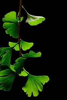 220x330 Ginkgo Biloba - Ginkgo Leaf Sketch