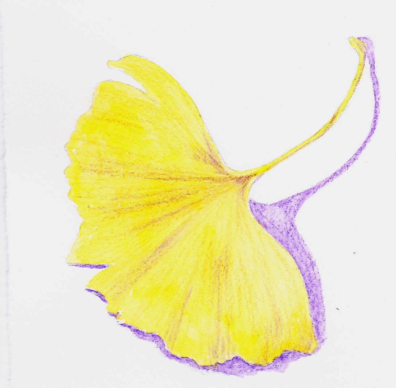 1280x1253 Ginkgo Biloba Is Tonight The Night Sewanee Herbarium - Ginkgo Leaf Sketch
