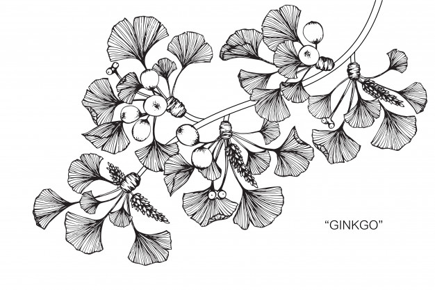 626x417 Ginkgo Leaf Drawing Illustration Vector Premium Download - Ginkgo Leaf Sketch