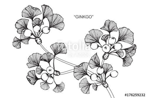 500x334 Ginkgo Leaf Drawing. Stock Photo And Royalty Free Images On - Ginkgo Leaf Sketch