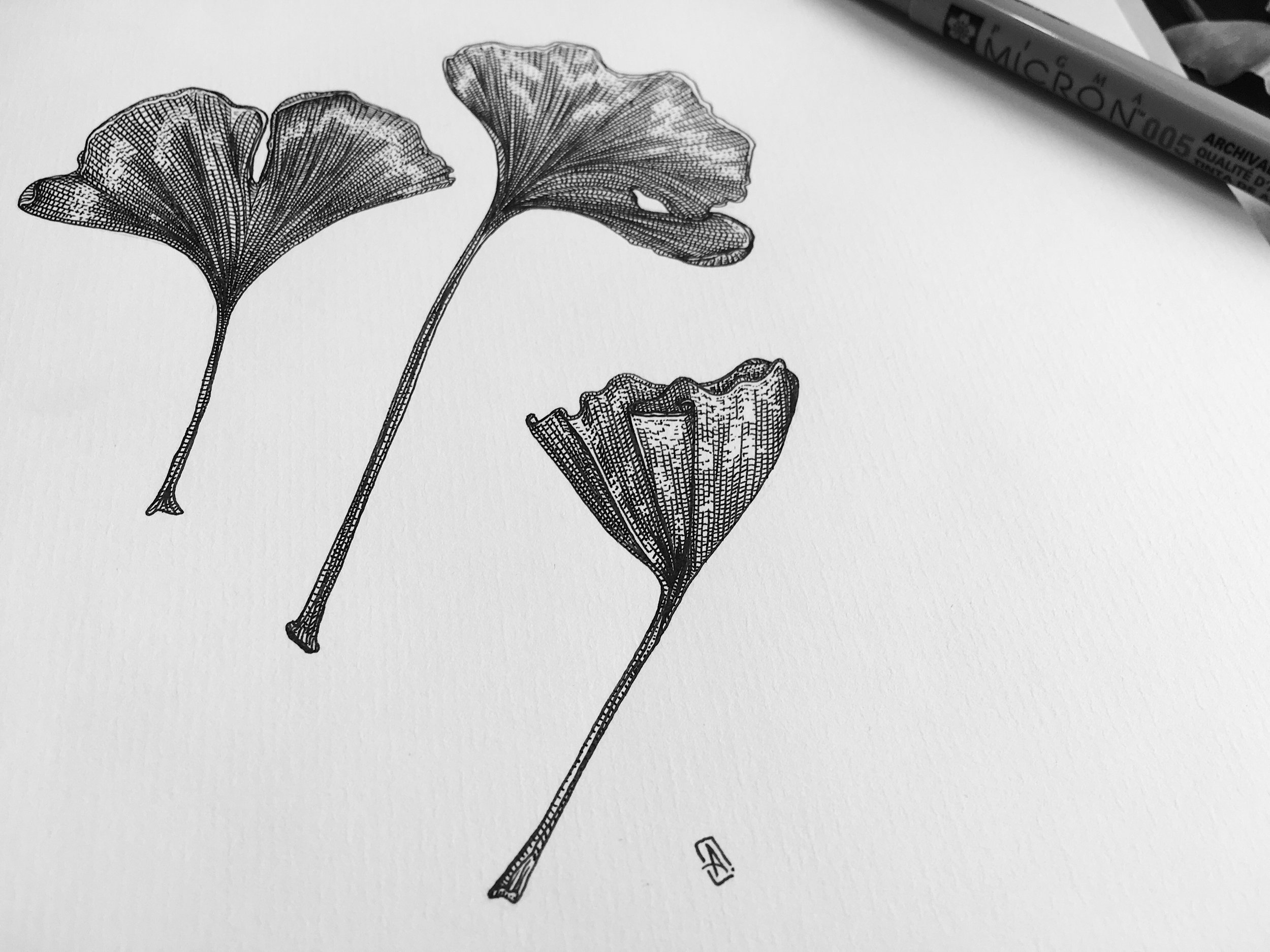 2500x1875 Original Art By Andrew Naeger - Ginkgo Leaf Sketch