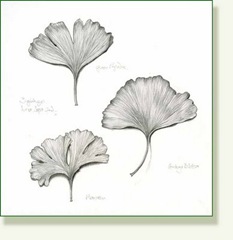 233x240 Pencil And Leaf Grey Skies And Ginkgo Sketches - Ginkgo Leaf Sketch