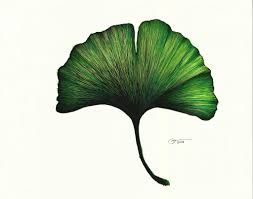 253x199 Ginkgo Biloba Drawing - Ginkgo Leaf Sketch