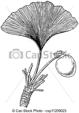 330x470 Collection Of Free Ginkgoes Clipart Drawing. Download On Ubisafe - Ginkgo Leaf Sketch