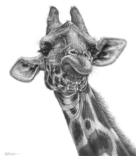 Giraffe Face Sketch at PaintingValley.com | Explore collection of ...