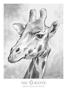227x300 Giraffe Drawings Fine Art America - Giraffe Face Sketch