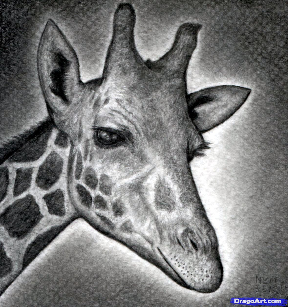 1179x1256 Giraffe Face Drawing Giraffe Face Sketch 17 Best Ideas About - Giraffe Face Sketch