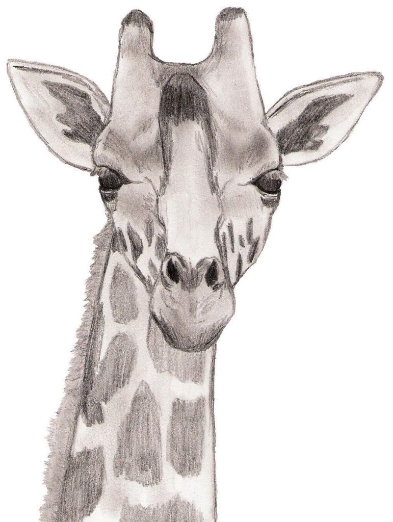 771x1024 Giraffe Face Sketch Similiar Realistic Cool Ways To Do Notes - Giraffe Face Sketch
