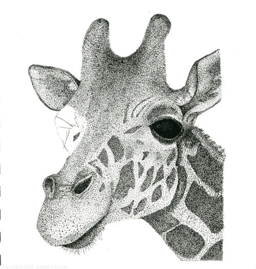 500x525 Giraffe Face Sketch - Giraffe Face Sketch