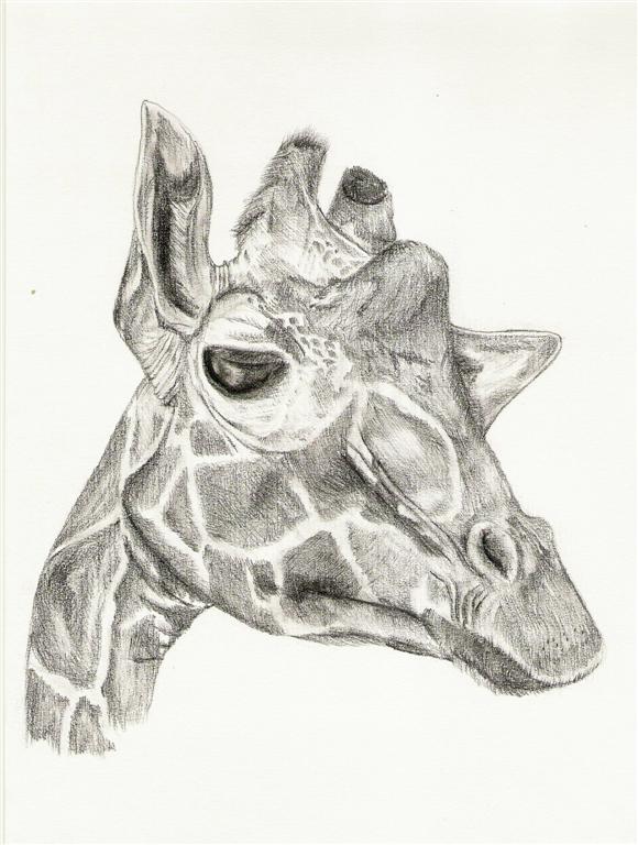580x768 Giraffe Face By Carriephlyons - Giraffe Face Sketch