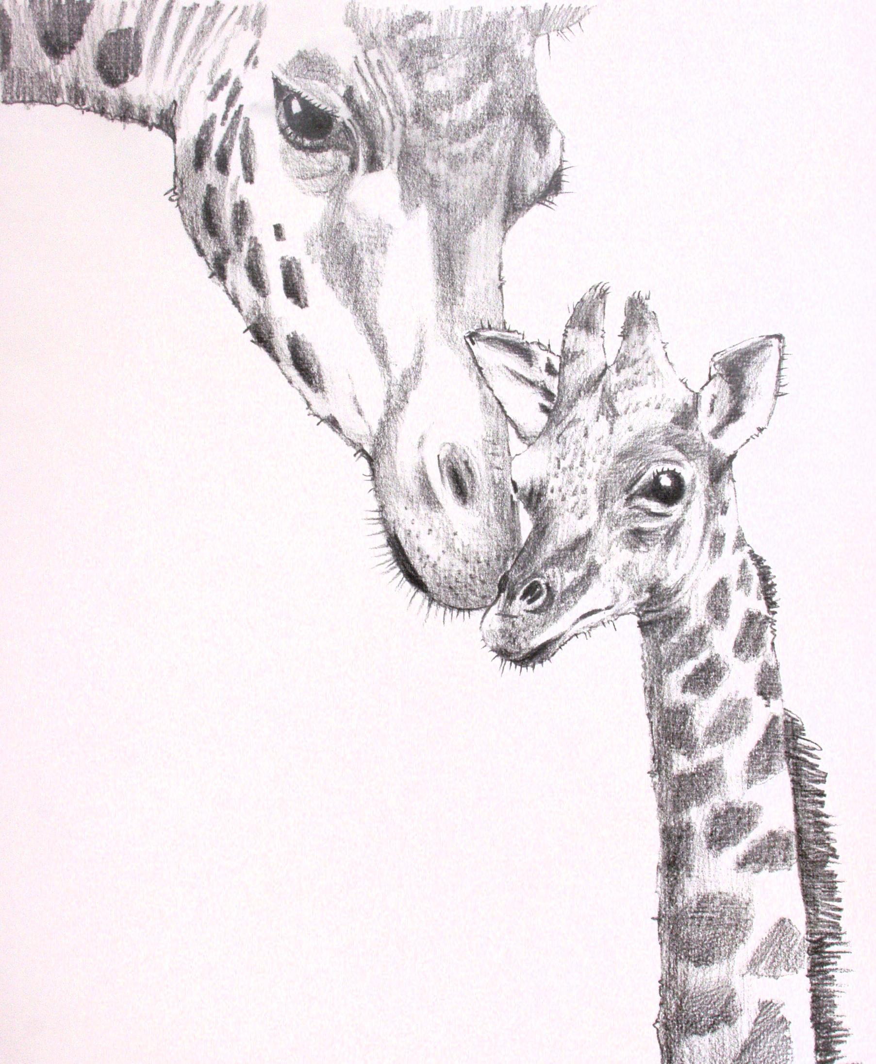 1805x2190 Giraffe Pencil Painting Pencil Sketch Of Giraffe Pics For - Giraffe Face Sketch