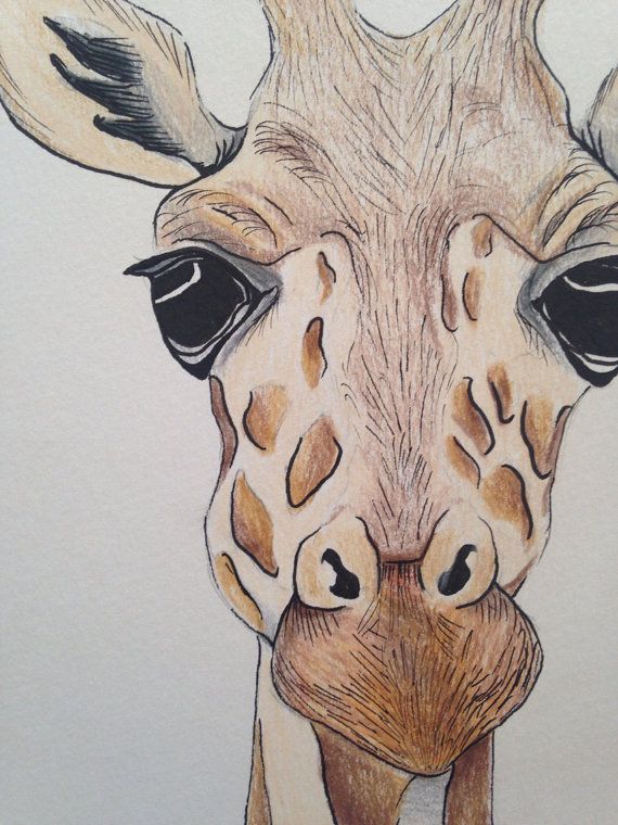 570x760 A5 Giraffe Face Drawing Using Pencil And Ink. Original Piece On - Giraffe Face Sketch