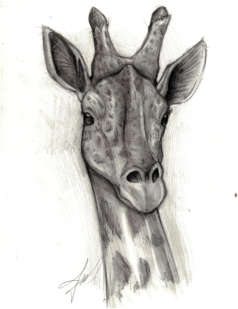 Giraffe Face Sketch at Explore collection of