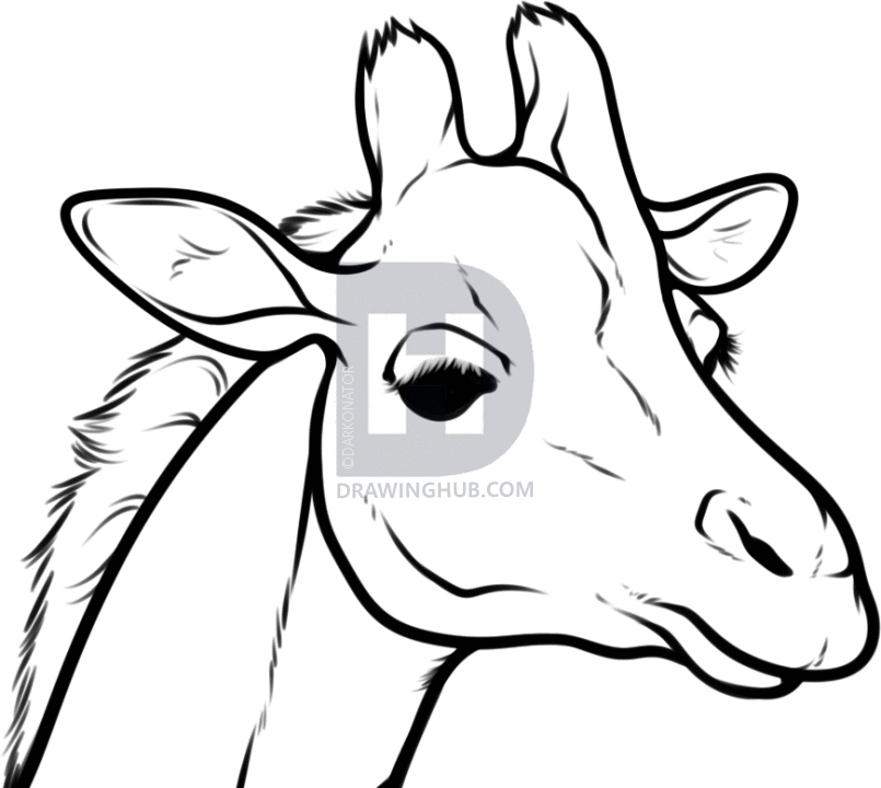 805x720 How To Draw A Giraffe Head, Step By Step, Drawing Guide, By - Giraffe Face Sketch