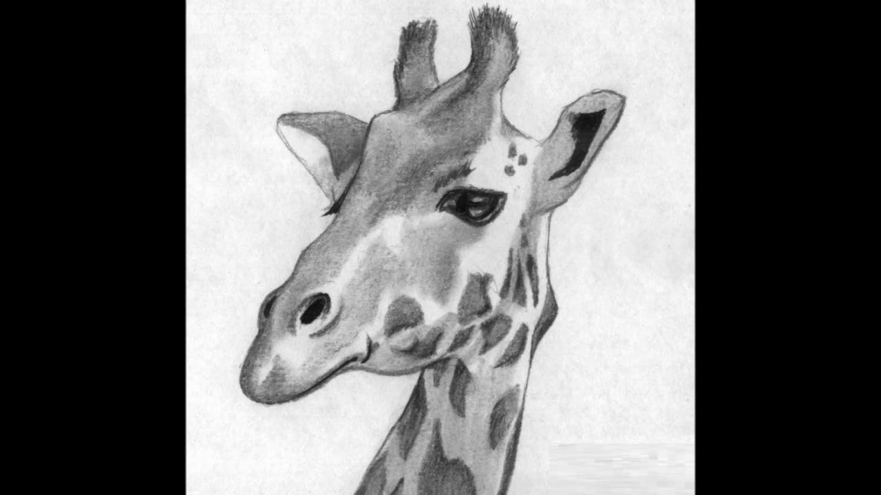 Giraffe Face Sketch at Explore collection of