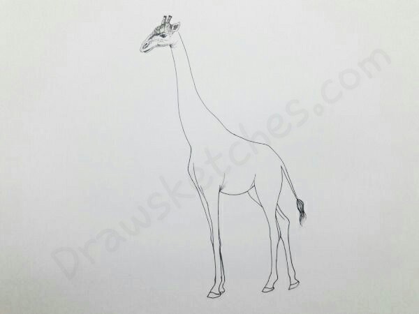 600x450 How To Draw A Giraffe In A Few Easy And Detailed Steps With Pictures - Giraffe Face Sketch