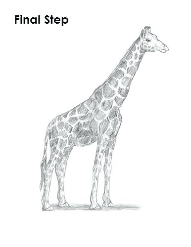 386x500 Super Idea How To Draw A Realistic Giraffe Drawing Final Step - Giraffe Face Sketch
