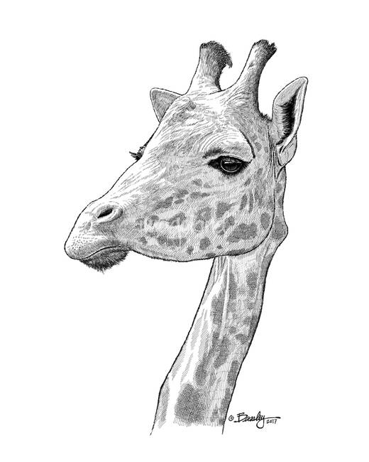 520x650 Giraffe Head 1 By Tim Beasley - Giraffe Head Sketch