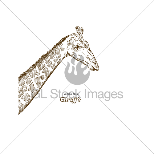 500x500 Giraffe Head Sketch Set. Gl Stock Images - Giraffe Head Sketch
