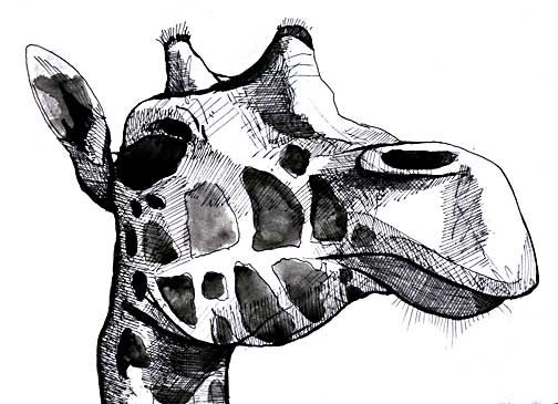 504x365 Giraffe Head Sketch - Giraffe Head Sketch