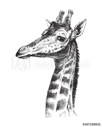400x500 Giraffe Head - Giraffe Head Sketch