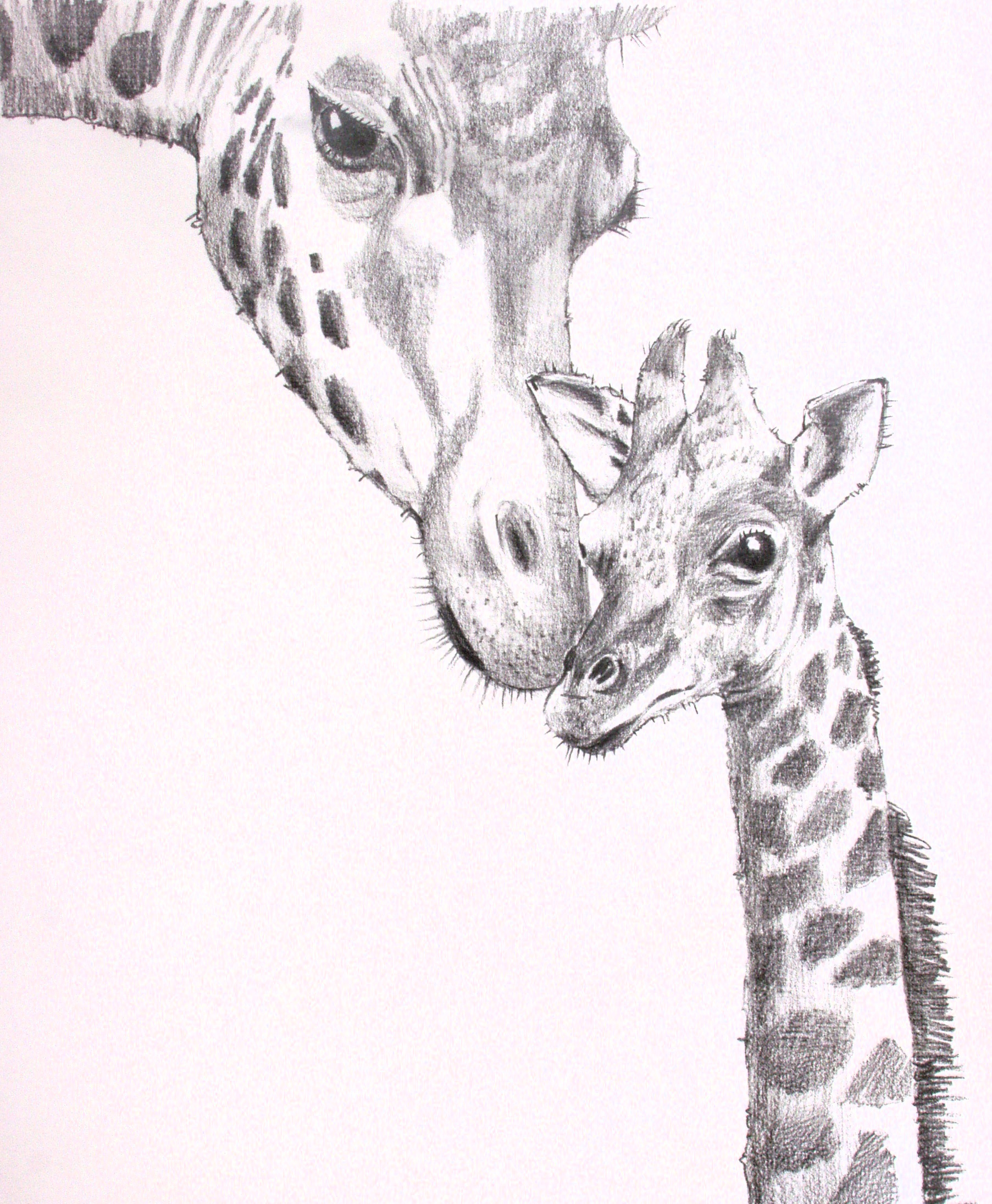 1805x2190 Giraffe Head Sketch - Giraffe Head Sketch