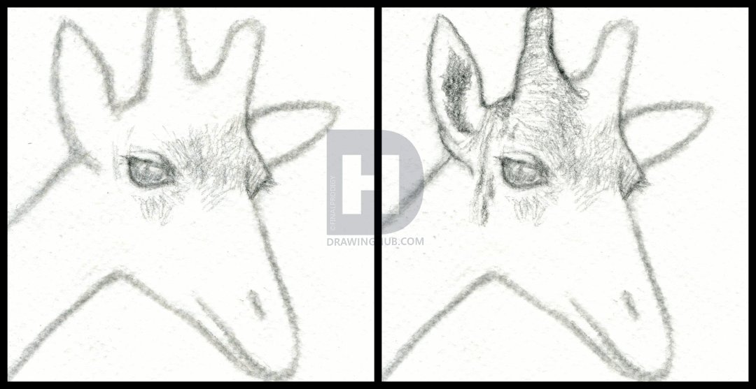 1080x557 How To Draw A Giraffe Head, Step By Step, Drawing Guide, By - Giraffe Head Sketch
