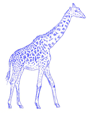 300x377 How To Draw A Giraffe - Giraffe Head Sketch