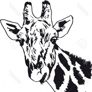 300x300 Photosketch Of Giraffe Head Vector Illustration Arenawp - Giraffe Head Sketch