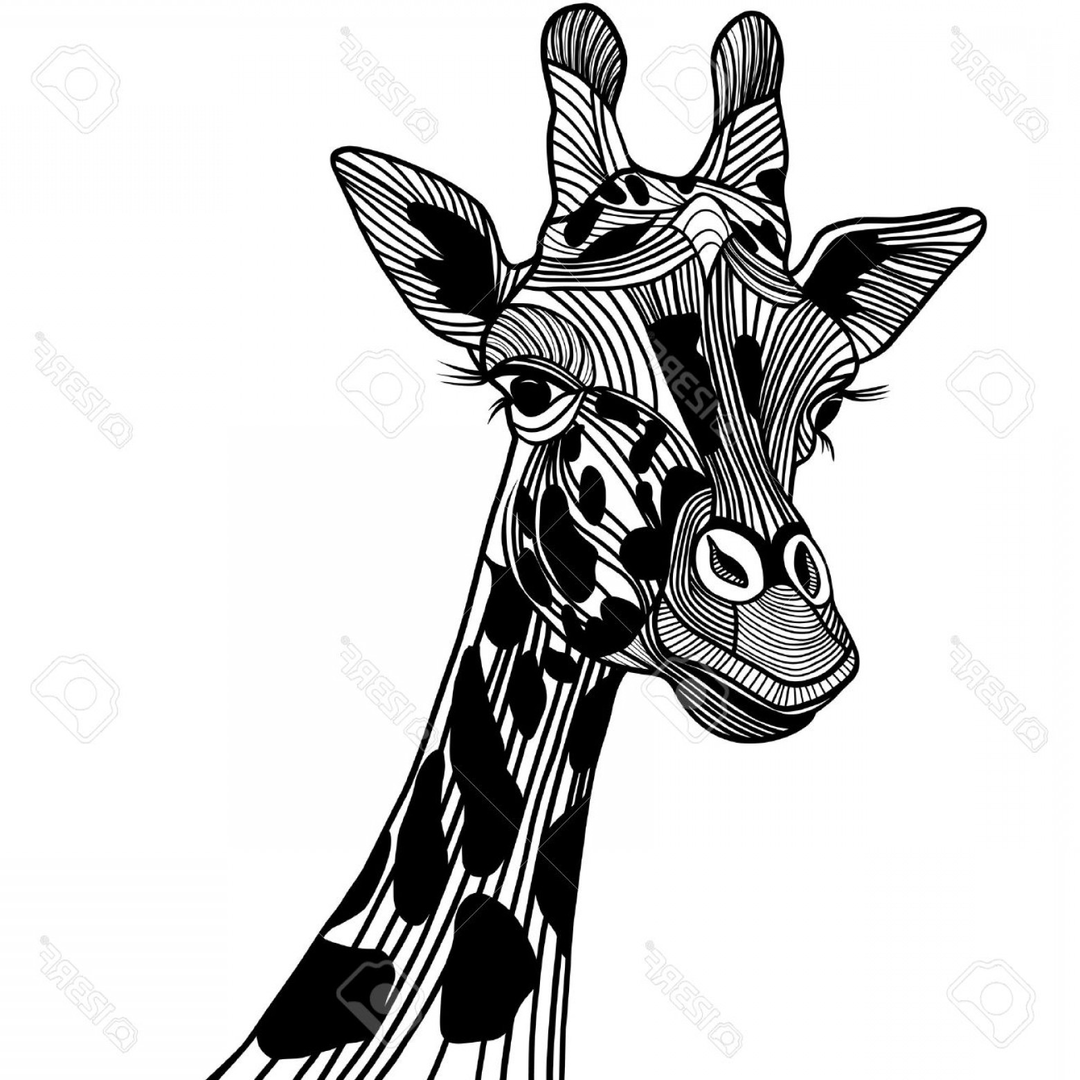 1560x1560 Vector Giraffe Head Neck Arenawp - Giraffe Head Sketch