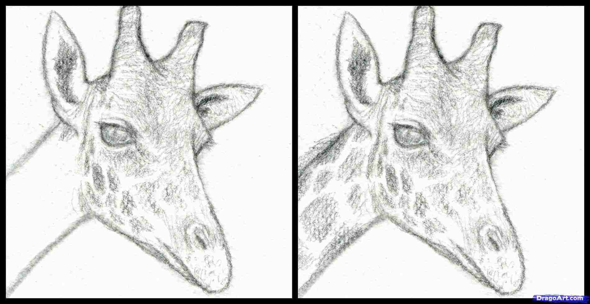 1900x980 Awesome Giraffe Head Pencil Drawing Drawn Sketch And In - Giraffe Head Sketch