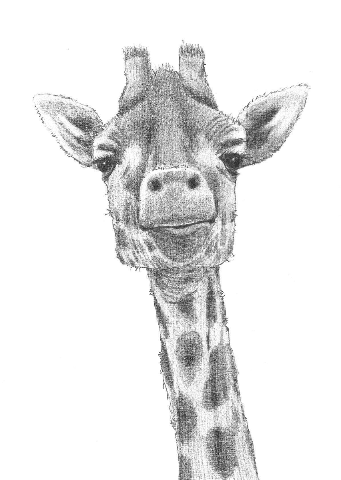 1193x1677 Giraffe Black And White Wallpaper - Giraffe Head Sketch