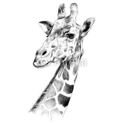 400x400 The Head Of A Giraffe Sketch Vector Graphics Black And White - Giraffe Head Sketch
