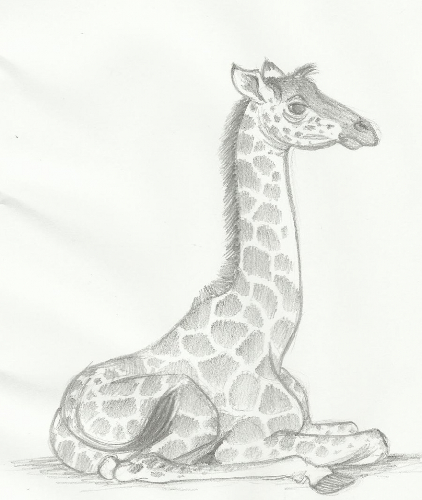 Giraffe Pencil Sketch