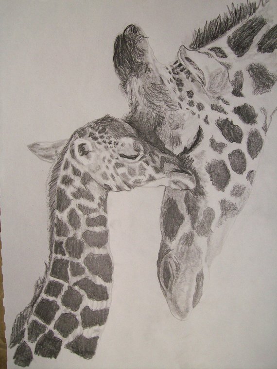 570x760 Giraffe Portrait Pencil Sketch 9 X 12 Inch U Provide Picture Etsy - Giraffe Pencil Sketch
