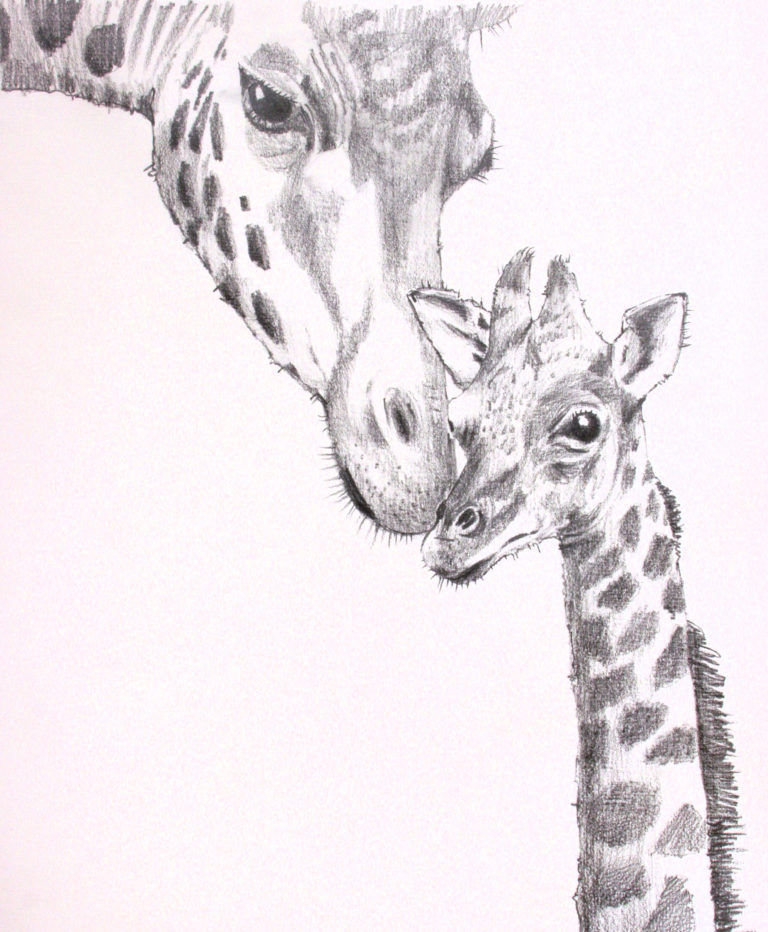 768x932 Pencil Giraffe Drawing Drawn Giraffe Pencil Sketch - Giraffe Pencil Sketch