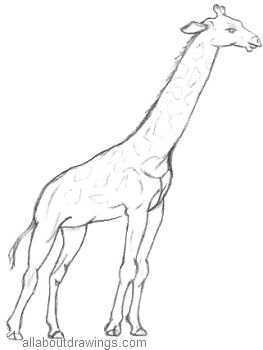 263x350 Safari Animal Pencil Drawing Easy,animal.funny Memes Best Of The Best - Giraffe Pencil Sketch